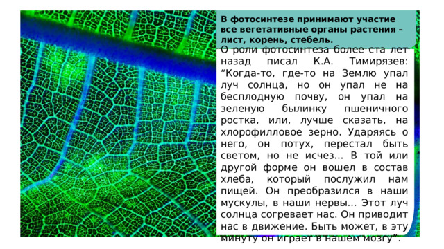 В фотосинтезе принимают участие все вегетативные органы растения – лист, корень, стебель. О роли фотосинтеза более ста лет назад писал К.А. Тимирязев: “Когда-то, где-то на Землю упал луч солнца, но он упал не на бесплодную почву, он упал на зеленую былинку пшеничного ростка, или, лучше сказать, на хлорофилловое зерно. Ударяясь о него, он потух, перестал быть светом, но не исчез… В той или другой форме он вошел в состав хлеба, который послужил нам пищей. Он преобразился в наши мускулы, в наши нервы… Этот луч солнца согревает нас. Он приводит нас в движение. Быть может, в эту минуту он играет в нашем мозгу”. 