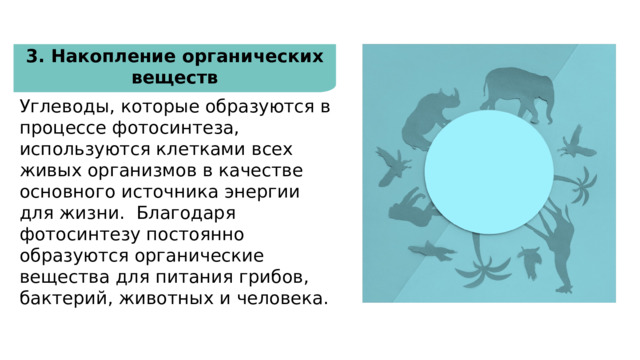 Фотосинтез и здоровье человека 3. Накопление органических веществ Углеводы, которые образуются в процессе фотосинтеза, используются клетками всех живых организмов в качестве основного источника энергии для жизни.  Благодаря фотосинтезу постоянно образуются органические вещества для питания грибов, бактерий, животных и человека. 