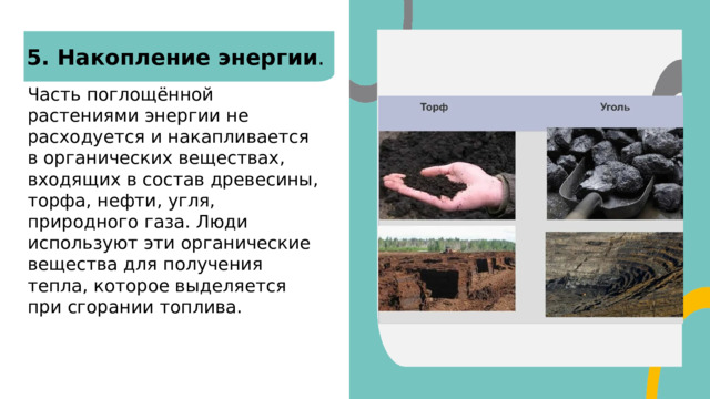  5. Накопление энергии . Часть поглощённой растениями энергии не расходуется и накапливается в органических веществах, входящих в состав древесины, торфа, нефти, угля, природного газа. Люди используют эти органические вещества для получения тепла, которое выделяется при сгорании топлива.  
