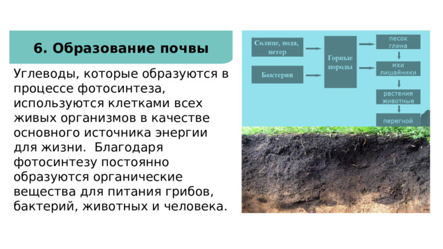 Фотосинтез и здоровье человека  6. Образование почвы Углеводы, которые образуются в процессе фотосинтеза, используются клетками всех живых организмов в качестве основного источника энергии для жизни.  Благодаря фотосинтезу постоянно образуются органические вещества для питания грибов, бактерий, животных и человека. 