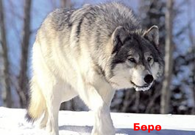 Бөрө 