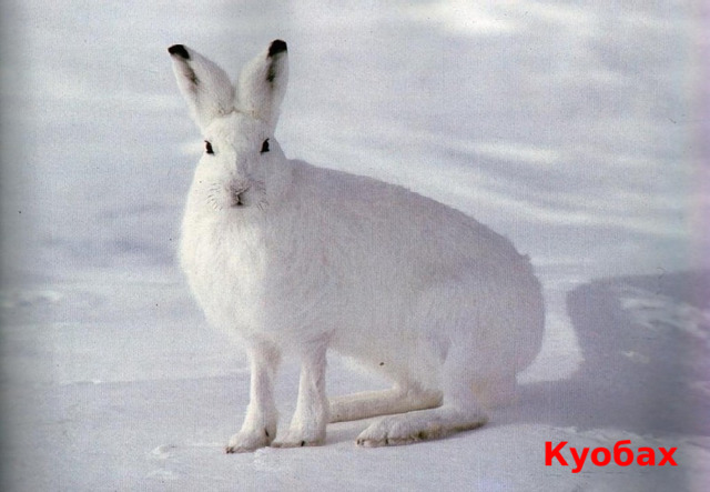 Куобах 