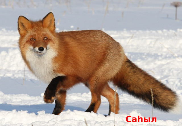 Саһыл 