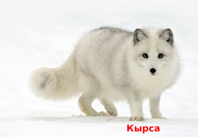 Кырса 
