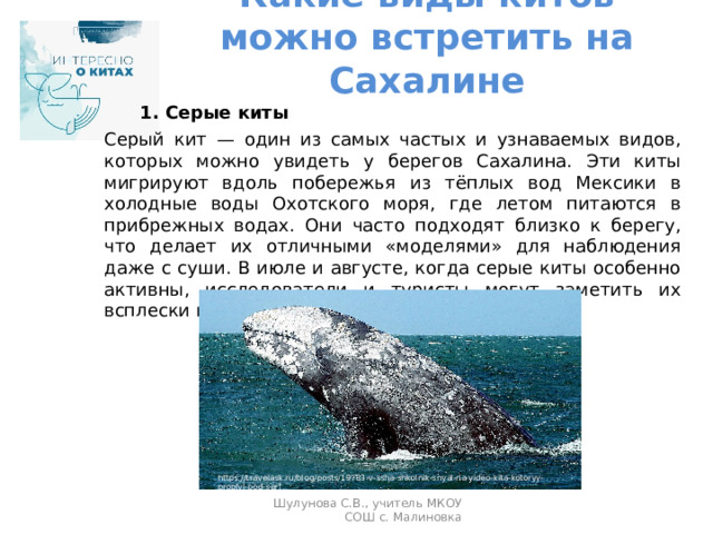 Какие виды китов можно встретить на Сахалине     1. Серые киты  Серый кит — один из самых частых и узнаваемых видов, которых можно увидеть у берегов Сахалина. Эти киты мигрируют вдоль побережья из тёплых вод Мексики в холодные воды Охотского моря, где летом питаются в прибрежных водах. Они часто подходят близко к берегу, что делает их отличными «моделями» для наблюдения даже с суши. В июле и августе, когда серые киты особенно активны, исследователи и туристы могут заметить их всплески и узнаваемые горбатые спины. https://travelask.ru/blog/posts/19783-v-ssha-shkolnik-snyal-na-video-kita-kotoryy-proplyl-pod-serf Шулунова С.В., учитель МКОУ СОШ с. Малиновка 