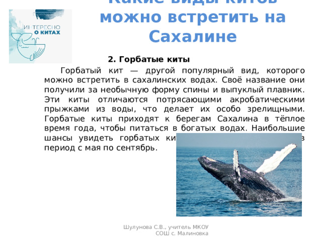 Какие виды китов можно встретить на Сахалине    2. Горбатые киты   Горбатый кит — другой популярный вид, которого можно встретить в сахалинских водах. Своё название они получили за необычную форму спины и выпуклый плавник. Эти киты отличаются потрясающими акробатическими прыжками из воды, что делает их особо зрелищными. Горбатые киты приходят к берегам Сахалина в тёплое время года, чтобы питаться в богатых водах. Наибольшие шансы увидеть горбатых китов у туристов и учёных в период с мая по сентябрь.  Шулунова С.В., учитель МКОУ СОШ с. Малиновка 