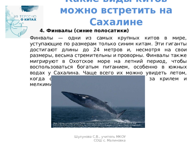 Какие виды китов можно встретить на Сахалине     4. Финвалы (синие полосатики)  Финвалы — одни из самых крупных китов в мире, уступающие по размерам только синим китам. Эти гиганты достигают длины до 24 метров и, несмотря на свои размеры, весьма стремительны и проворны. Финвалы также мигрируют в Охотское море на летний период, чтобы воспользоваться богатым питанием, особенно в южных водах у Сахалина. Чаще всего их можно увидеть летом, когда они поднимаются к поверхности за крилем и мелкими рыбами. https://yandex.ru/images/search?family=yes&img_url=https%3A%2F%2Fcs13.pikabu.ru%2Fpost_img%2F2019%2F06%2F16%2F12%2Fog_og_1560716890286395429.jpg&lr=20161&pos=0&rpt=simage&text=%D1%84%D0%B8%D0%BD%D0%B2%D0%B0%D0%BB%20%D1%84%D0%BE%D1%82%D0%BE Шулунова С.В., учитель МКОУ СОШ с. Малиновка 