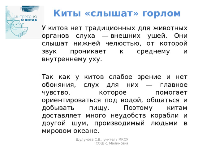 Киты «слышат» горлом    У китов нет традиционных для животных органов слуха — внешних ушей. Они слышат нижней челюстью, от которой звук проникает к среднему и внутреннему уху.  Так как у китов слабое зрение и нет обоняния, слух для них — главное чувство, которое помогает ориентироваться под водой, общаться и добывать пищу. Поэтому китам доставляет много неудобств корабли и другой шум, производимый людьми в мировом океане. Шулунова С.В., учитель МКОУ СОШ с. Малиновка 