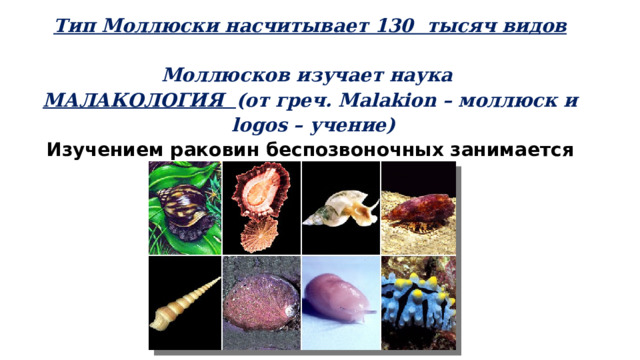 Тип Моллюски насчитывает 130  тысяч видов  Моллюсков изучает наука МАЛАКОЛОГИЯ (от греч. Malakion  – моллюск и  logos – учение) Изучением раковин беспозвоночных занимается наука - конхология.  