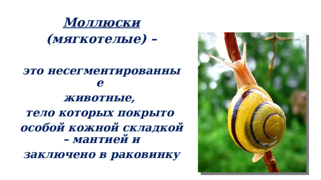 Моллюски (мягкотелые) –  это несегментированные животные, тело которых покрыто особой кожной складкой – мантией и заключено в раковинку  