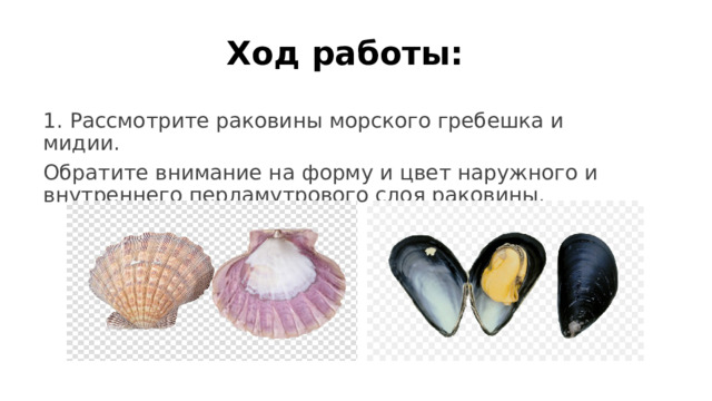 Ход работы: 1. Рассмотрите раковины морского гребешка и мидии. Обратите внимание на форму и цвет наружного и внутреннего перламутрового слоя раковины. 