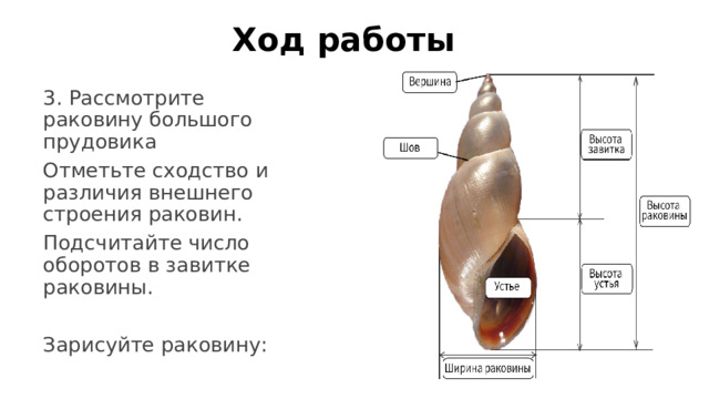 Ход работы 3. Рассмотрите раковину большого прудовика Отметьте сходство и различия внешнего строения раковин. Подсчитайте число оборотов в завитке раковины. Зарисуйте раковину: 