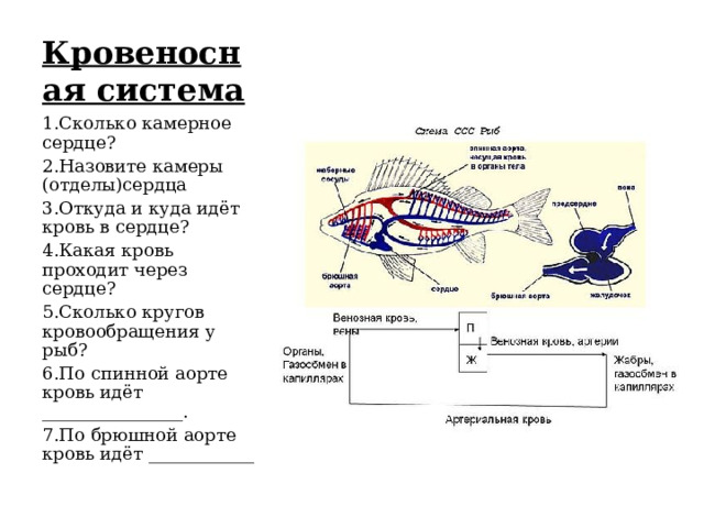 Кровеносная система 1.Сколько камерное сердце? 2.Назовите камеры (отделы)сердца 3.Откуда и куда идёт кровь в сердце? 4.Какая кровь проходит через сердце? 5.Сколько кругов кровообращения у рыб? 6.По спинной аорте кровь идёт ________________. 7.По брюшной аорте кровь идёт ____________ 