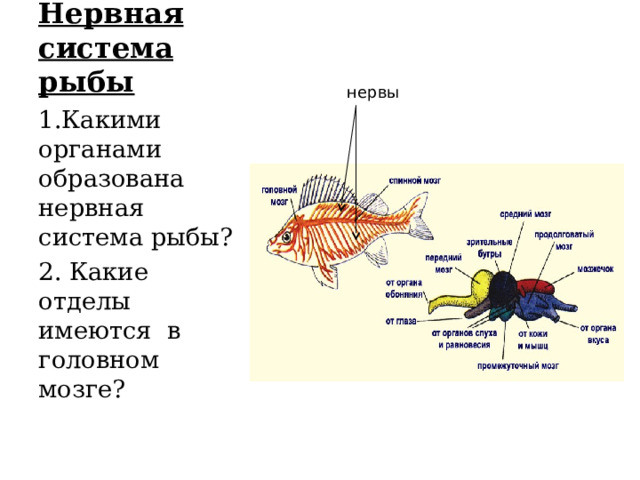 Нервная система рыбы нервы 1.Какими органами образована нервная система рыбы? 2. Какие отделы имеются в головном мозге? 