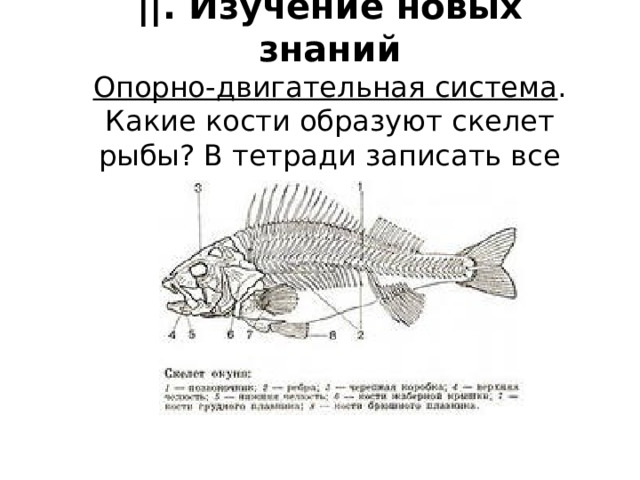 ||. Изучение новых знаний  Опорно-двигательная система . Какие кости образуют скелет рыбы? В тетради записать все части скелета. 