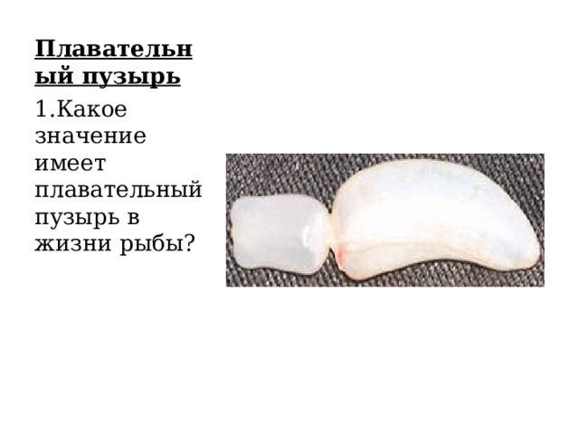 Плавательный пузырь 1.Какое значение имеет плавательный пузырь в жизни рыбы? 