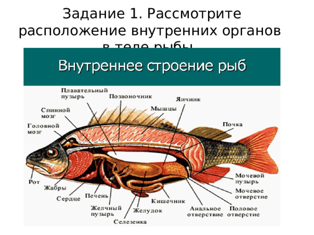 Задание 1. Рассмотрите расположение внутренних органов в теле рыбы. 