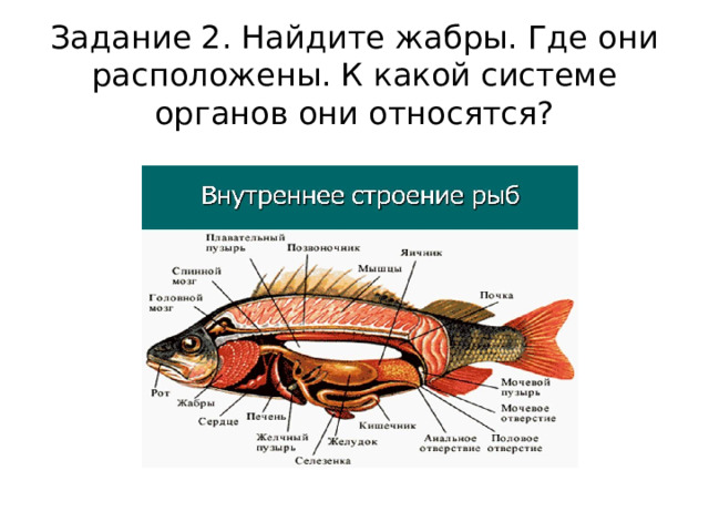  Задание 2. Найдите жабры. Где они расположены. К какой системе органов они относятся?   