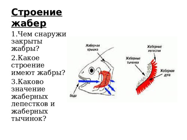 Строение жабер 1.Чем снаружи закрыты жабры? 2.Какое строение имеют жабры? 3.Каково значение жаберных лепестков и жаберных тычинок? 