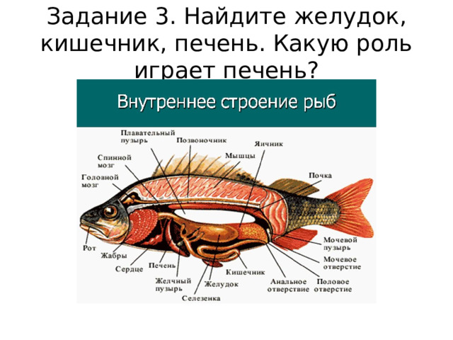 Задание 3. Найдите желудок, кишечник, печень. Какую роль играет печень? 