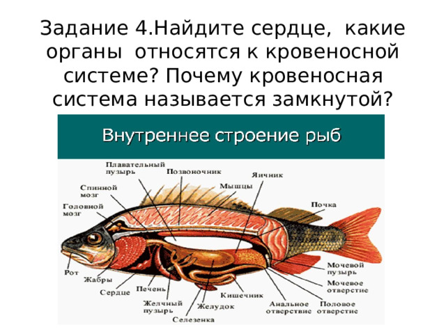 Задание 4.Найдите сердце, какие органы относятся к кровеносной системе? Почему кровеносная система называется замкнутой? 