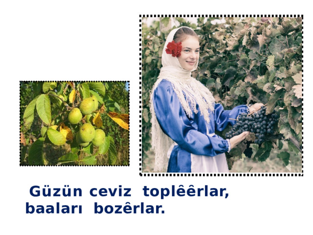 Güzün ceviz  topl ȇȇ rlar,  baaları  boz ȇ rlar. 