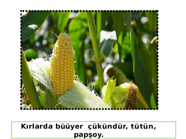 Kırlarda büüyer  çükündür,  tütün,  papşoy. 