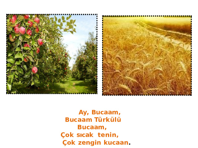  Ay,  Bucaam, Bucaam  Türkülü  Bucaam, Çok  sıcak  tenin,   Çok  zengin  kucaan . 
