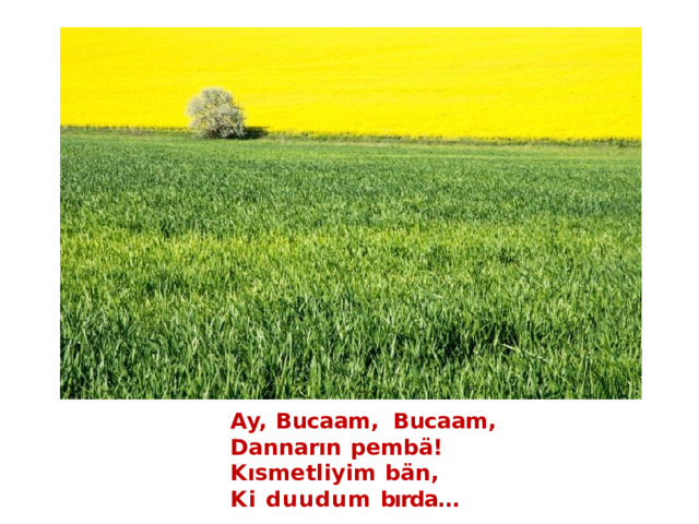 Ay,  Bucaam,  Bucaam,  Dannarın  pembä!  Kısmetliyim  bän, Ki duudum  bırda… 