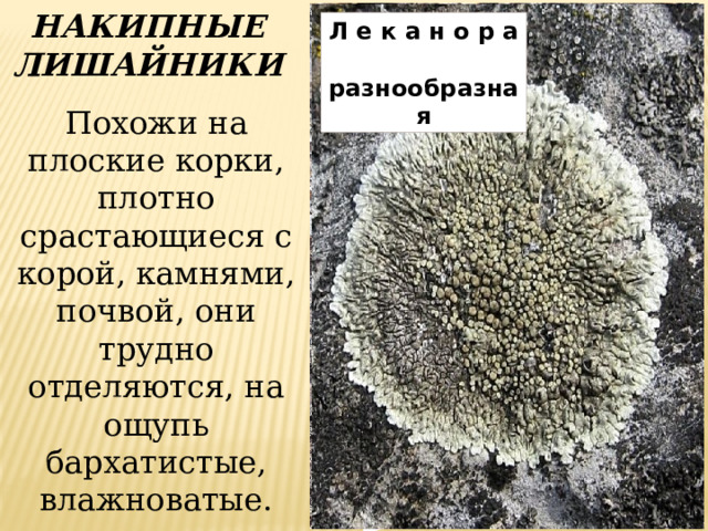 Б а ц и д и я Л е п р а р и я с е р а я НАКИПНЫЕ ЛИШАЙНИКИ Л е к а н о р а разнообразная Похожи на плоские корки, плотно срастающиеся с корой, камнями, почвой, они трудно отделяются, на ощупь бархатистые, влажноватые. 