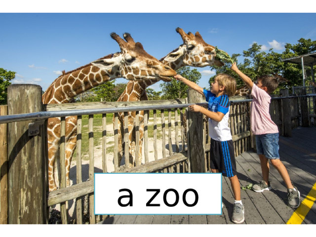a zoo 