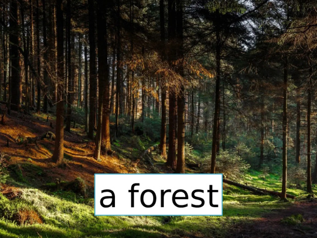 a forest 