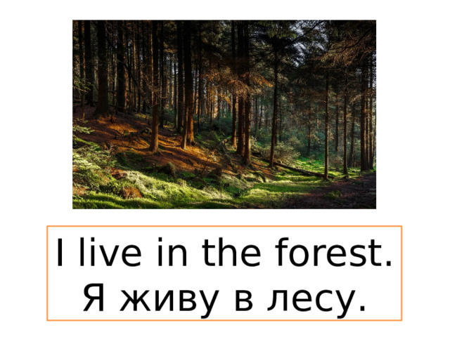 I live in the forest. Я живу в лесу. 