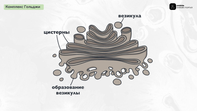 Комплекс Гольджи 
