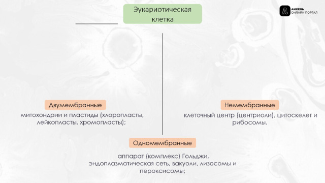 Эукариотическая клетка Двумембранные Немембранные   митохондрии и пластиды (хлоропласты, лейкопласты, хромопласты);   клеточный центр (центриоли), цитоскелет и рибосомы. Одномембранные   аппарат (комплекс) Гольджи, эндоплазматическая сеть, вакуоли, лизосомы и пероксисомы; 