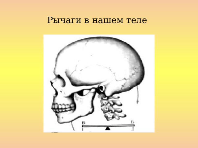 Рычаги в нашем теле  