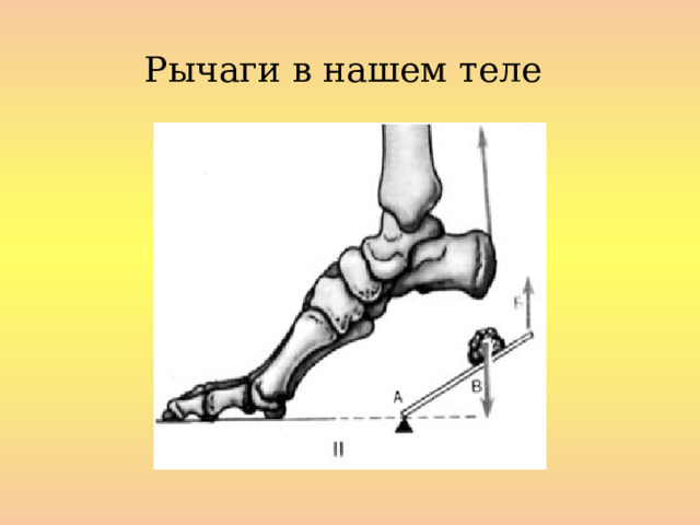 Рычаги в нашем теле  