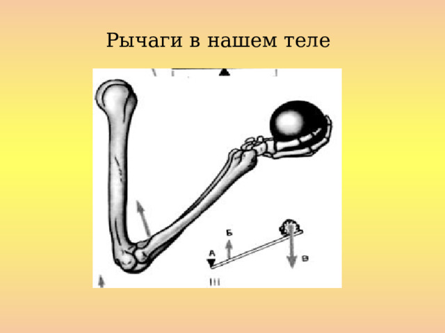 Рычаги в нашем теле  
