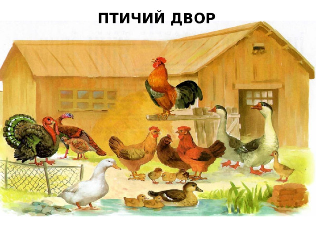 ПТИЧИЙ ДВОР 