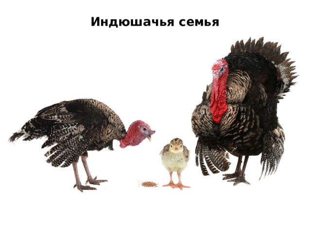 Индюшачья семья 