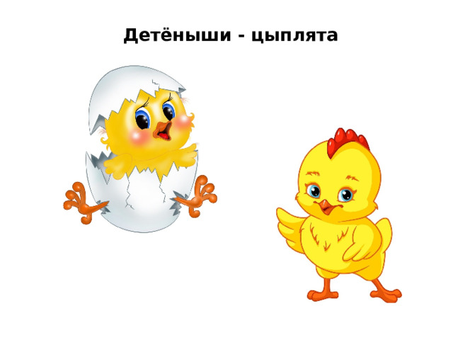 Детёныши - цыплята 