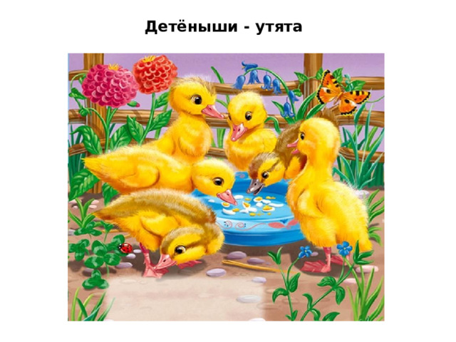 Детёныши - утята 