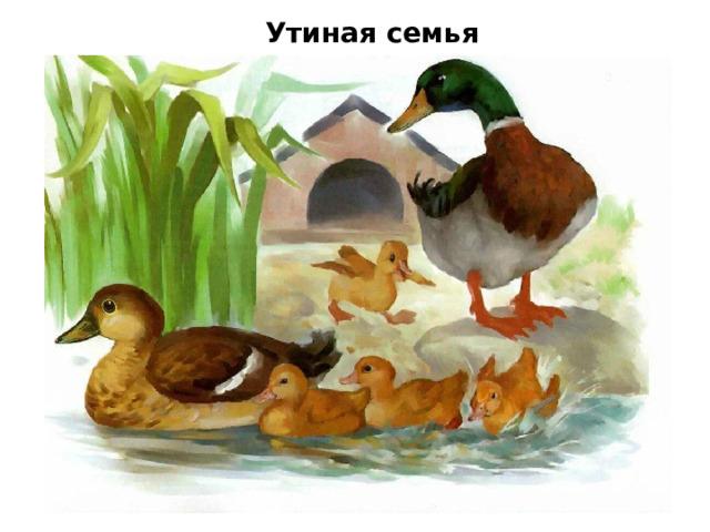 Утиная семья 