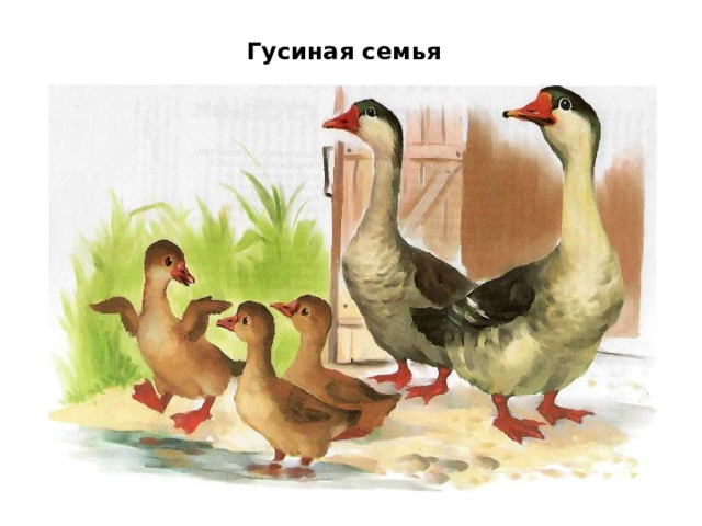 Гусиная семья 