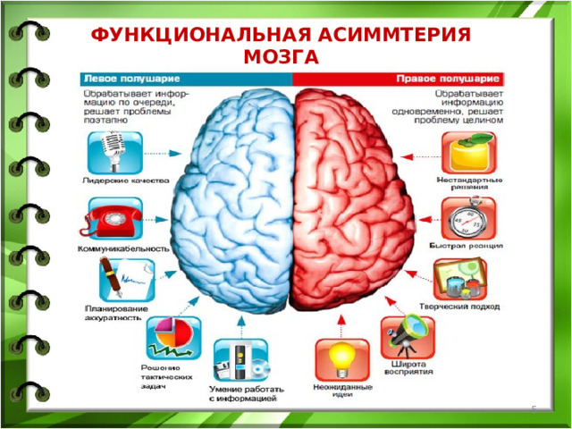ФУНКЦИОНАЛЬНАЯ АСИММТЕРИЯ МОЗГА  