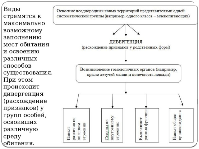  Виды стремятся к максимально возможному заполнению мест обитания и освоению различных способов существования. При этом происходит дивергенция (расхождение признаков) у групп особей, освоивших различную среду обитания. 