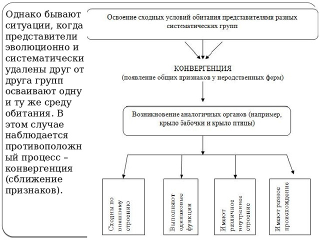  Однако бывают ситуации, когда представители эволюционно и систематически удалены друг от друга групп осваивают одну и ту же среду обитания. В этом случае наблюдается противоположный процесс – конвергенция (сближение признаков). 
