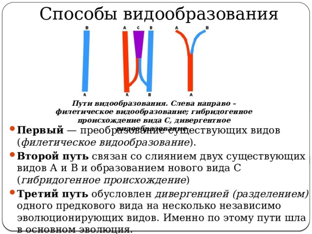 Способы видообразования Пути видообразования. Слева направо – филетическое видообразование; гибридогенное происхождение вида С, дивергентное видообразование . Первый — преобразование существующих видов ( филетическое  видообразование ). Второй путь связан со слиянием двух существующих видов А и В и образованием нового вида С ( гибридогенное  происхождение ) Третий путь обусловлен дивергенцией  (разделением) одного предкового вида на несколько независимо эволюционирующих видов. Именно по этому пути шла в основном эволюция. 