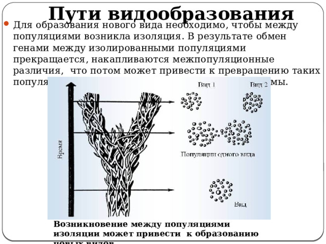 Пути видообразования Для образования нового вида необходимо, чтобы между популяциями возникла изоляция. В результате обмен генами между изолированными популяциями прекращается, накапливаются межпопуляционные различия, что потом может привести к превращению таких популяций в самостоятельные генетические системы. Возникновение между популяциями изоляции может привести к образованию новых видов 