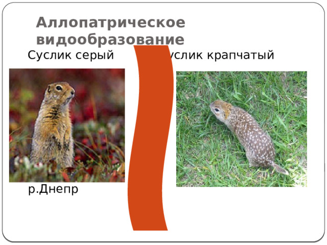 Аллопатрическое видообразование Суслик серый Суслик крапчатый Их разделяет р.Днепр 
